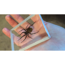 Ominous Deck (Spider) by Diamond Jim Tyler