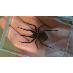 Ominous Deck (Spider) by Diamond Jim Tyler