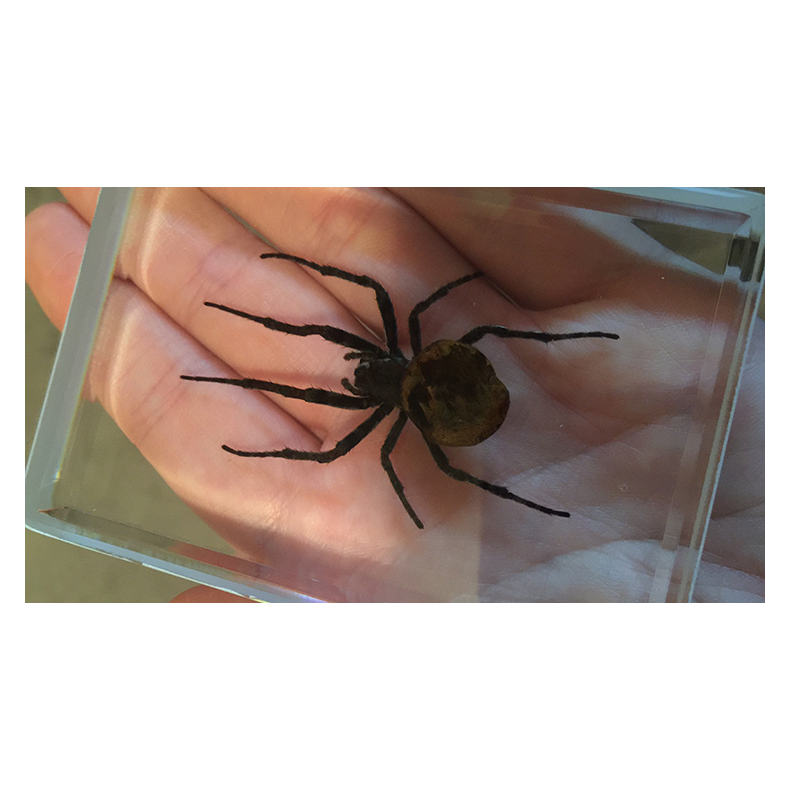 Ominous Deck (Spider) by Diamond Jim Tyler