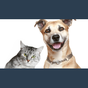 Pawology Palm Reading for Animals Paws & Animal Hypnosis eBook DOWNLOAD
