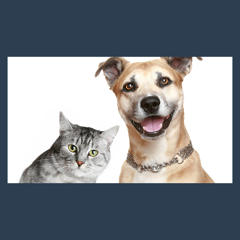 Pawology Palm Reading for Animals Paws &amp; Animal Hypnosis eBook DOWNLOAD