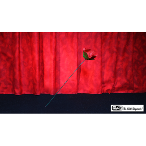  Torch to Rose by Mr. Magic