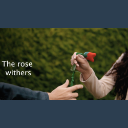 DROPPING FLOWER by Mago Rige