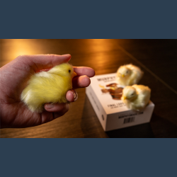THE FINAL LOAD (Baby Chicks) by Murphy's Magic