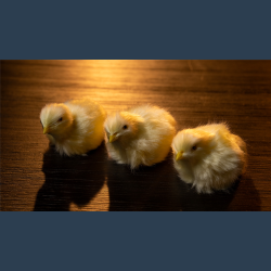THE FINAL LOAD (Baby Chicks) by Murphy's Magic