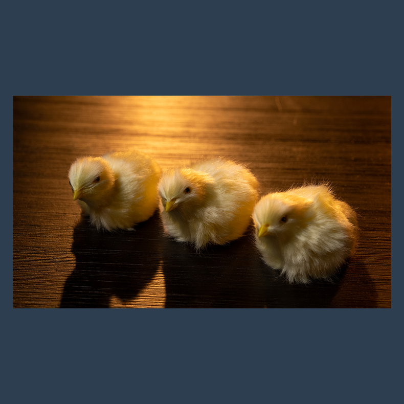 THE FINAL LOAD (Baby Chicks) by Murphy's Magic