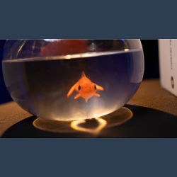 Fishbowl Production