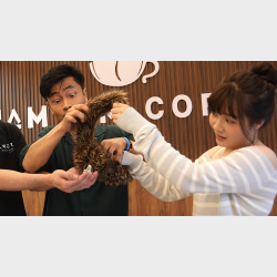 Tricky Raccoon by Liang Kuai &amp; Amor Magic