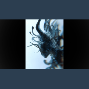 Progeny by Fraser Parker